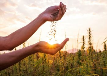 Hanfsamen keimt nicht