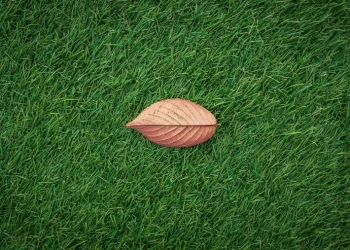 Pool im Garten: So schützt du deinen Rasen